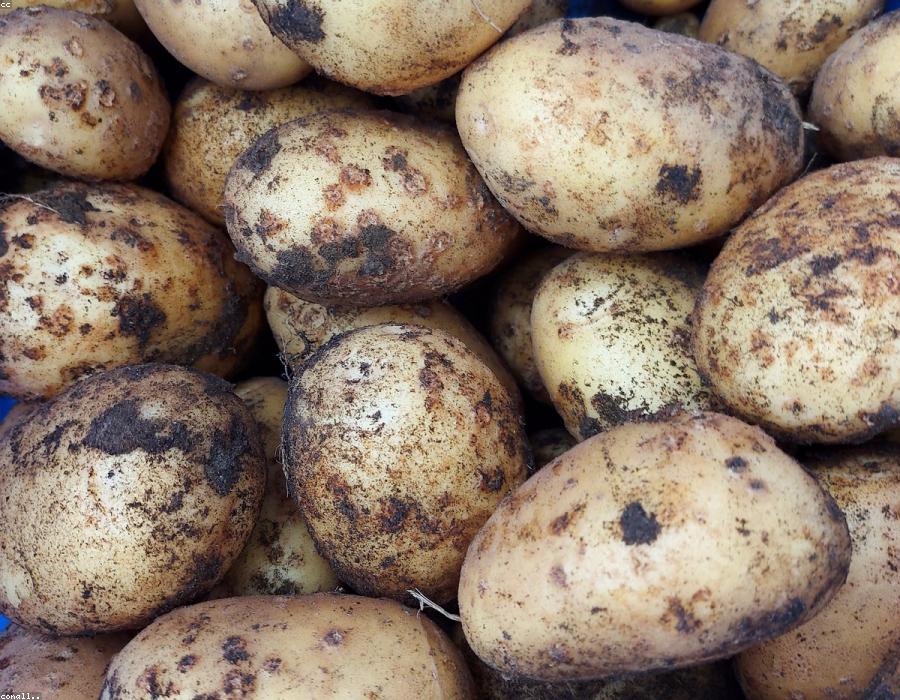 Fresh Potato