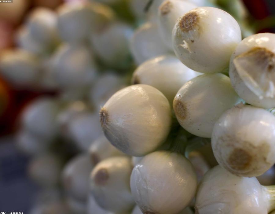 Fresh Onion