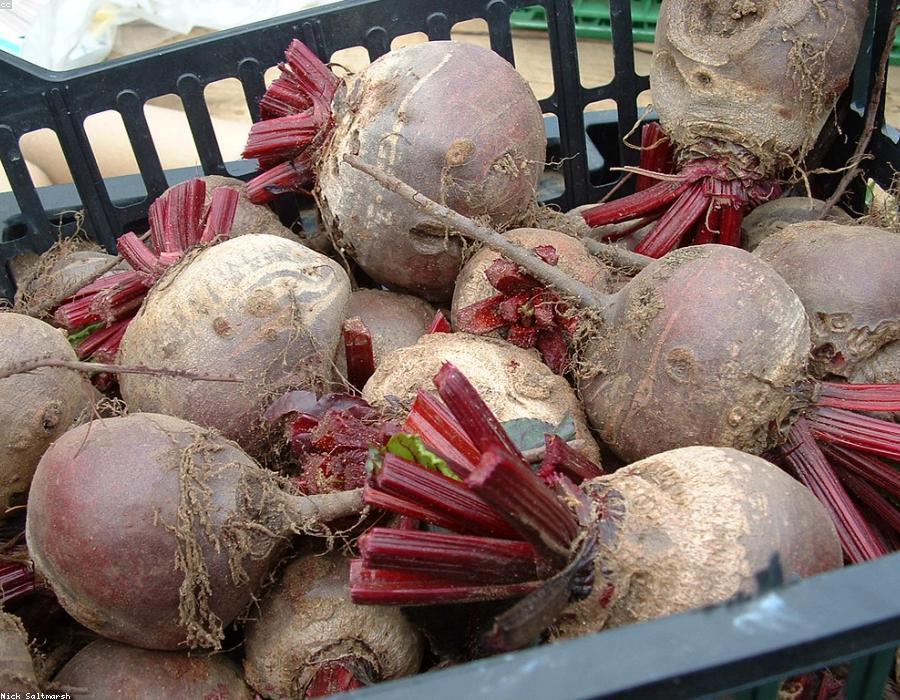 Fresh Beetroot