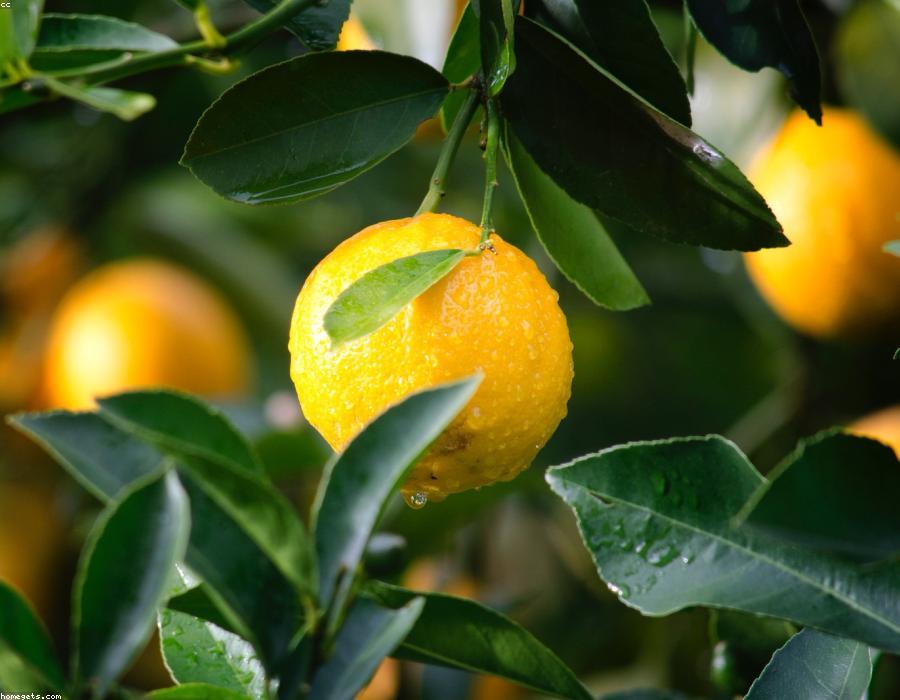 Organic Lemon