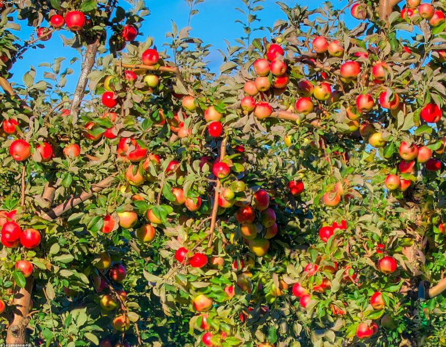 Fresh Apple