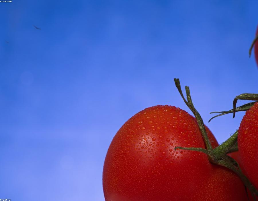 Organic Tomato